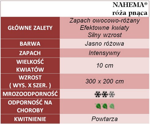 Nahema róże pnące